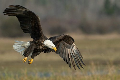 Bald Eagles Were Almost Gone From Alaska, But Now They’re Thriving Again