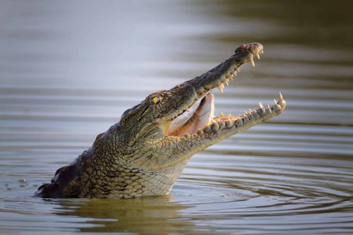 The Largest Predator Ever Found in Freshwater