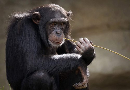 12 Animals That Became More Aggressive Due to Climate Change