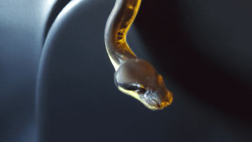 WATCH Snake Encounter On A Plane Surprises Everyone
