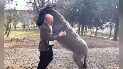 Orphaned Donkey Refuses to Stop Hugging Her Rescuer