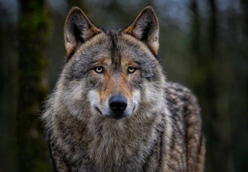 Wolves Are Making a Comeback in Yellowstone, and It’s Changing the Entire Ecosystem