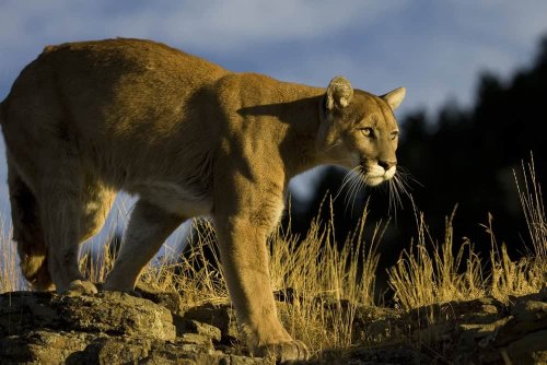 10 Animals That Lived in North America Before Humans