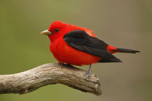 15 Stunning Bird Species Native to the US
