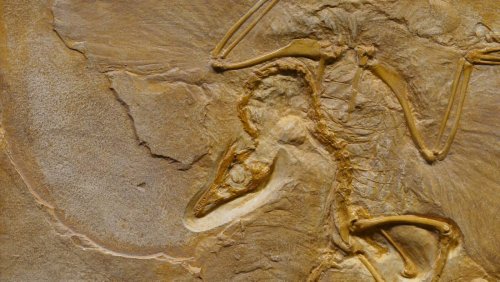 Scientists Just Found the Oldest Fossil Ever Unearthed in America