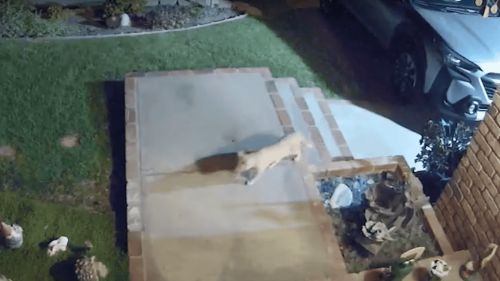 Rare Footage Of Mountain Lion in California Caught on Security Camera