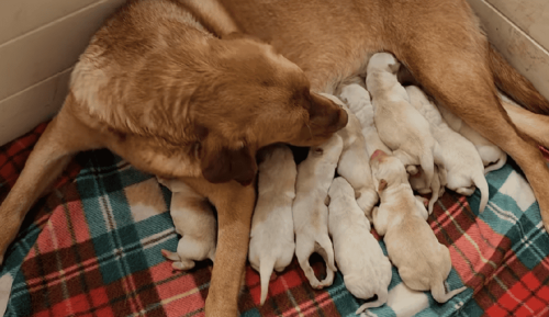 24 Puppies?! The World Records of Puppy Litters Ever Recorded