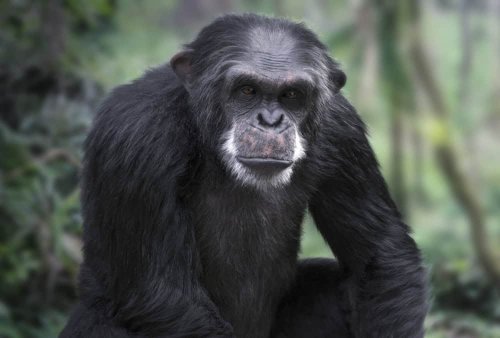 Chimpanzees Replicate Human Military Tactics