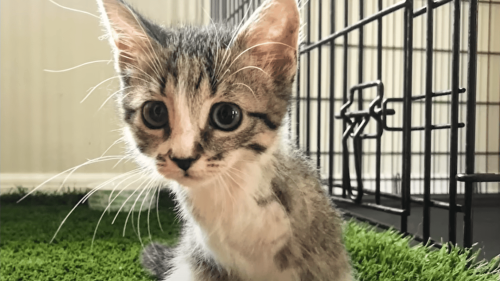Tiny Kitten Without Arms Races Around the House Like a T-Rex
