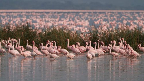 The Largest Flamingo Colony Lives On Soda Lakes