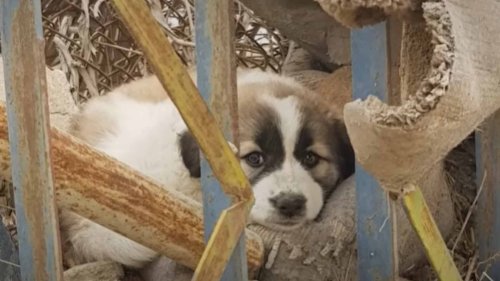 Puppy Saved By Soldier In War Zone Gains A Best Friend and a New Life