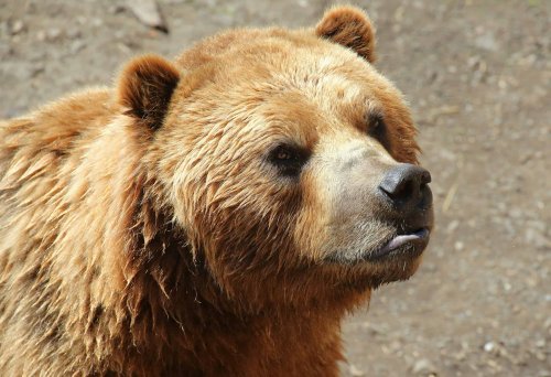 15 Most Sacred Native American Spirit Animals and What They Mean