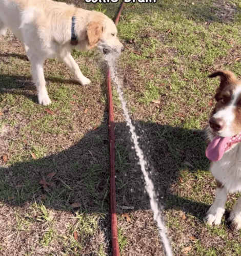 Watch: The Difference Between A Golden Retriever & Border Collie