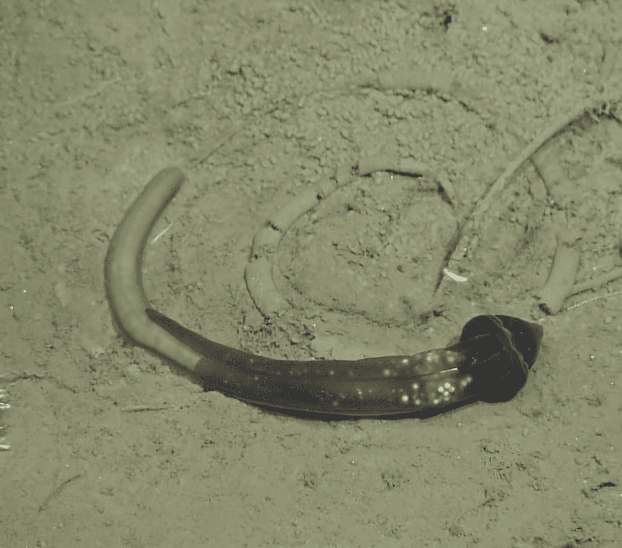 The Surprising Link Between Acorn Worms and Climate Stability