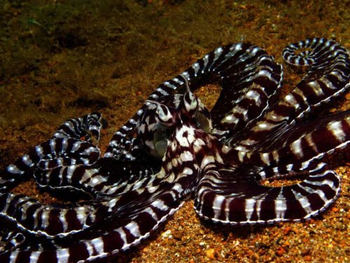 12 Marine Creatures You Did not Know Existed