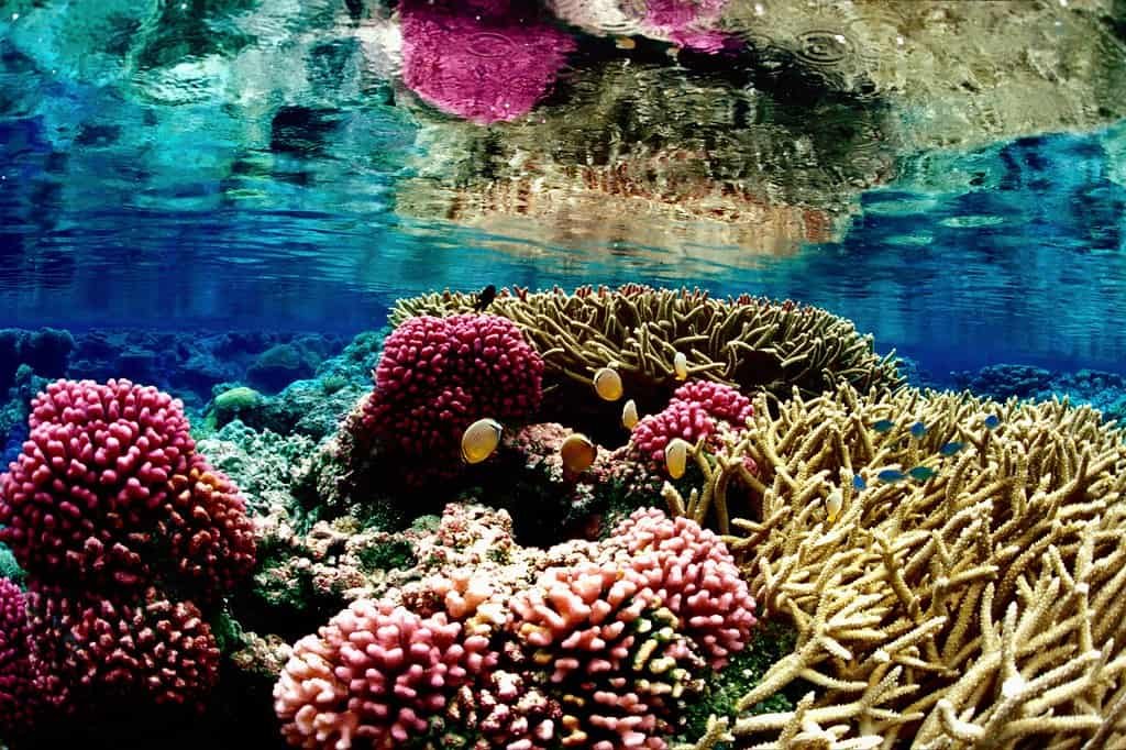 How Scientists' Extreme Efforts Are Reviving the World's Coral Reefs