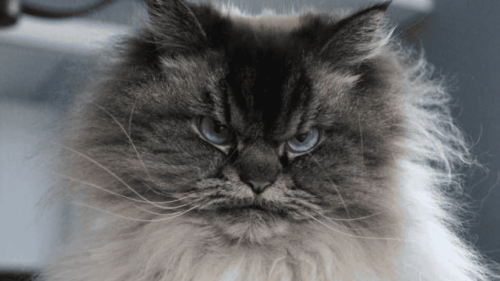 This Cat Has the World’s Loudest Purr