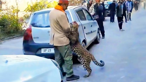 Humans Rescue Trapped Leopard Cub as Mother Pleads for Help