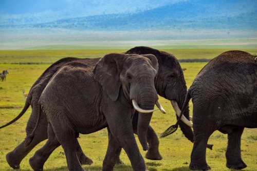 10 Animals Worshipped by Ancient Cultures