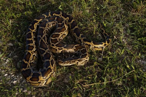 This Giant Snake Was Found in the Florida Everglades