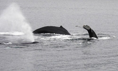 17 Unique Whale Facts That Are Straight Out of a Science Fiction Novel