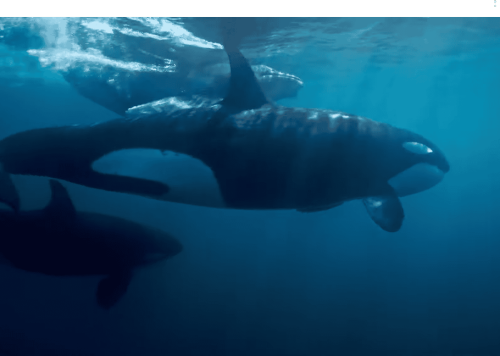 Orcas Kidnap A Baby Humpback Whale
