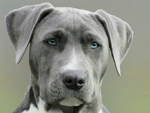 The 12 Quietest Dog Breeds Perfect for Apartment Life