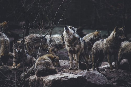 Scientists Discover the Largest Wolf Pack Roaming America