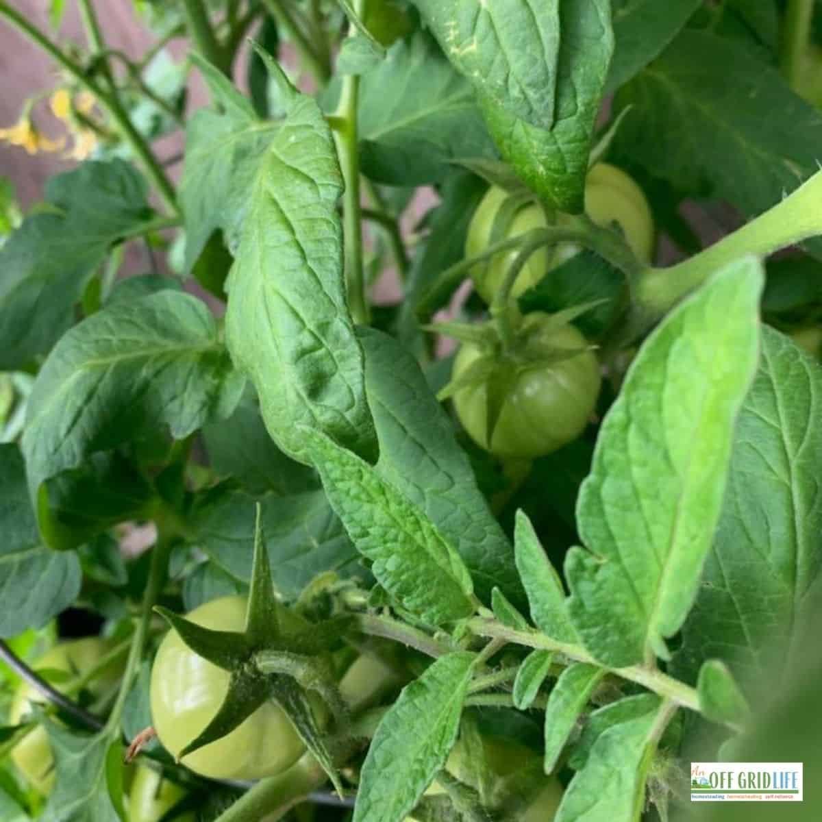 Gardening Goals: Grow More by Planning Your Garden - An Off Grid Life