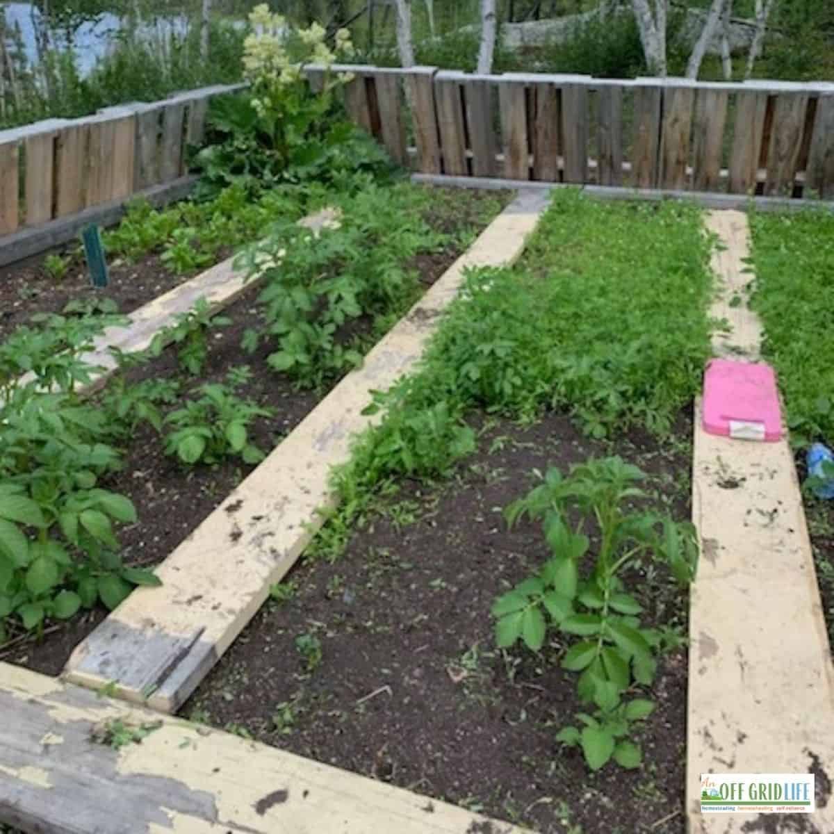 How to Plan a Garden For 2023