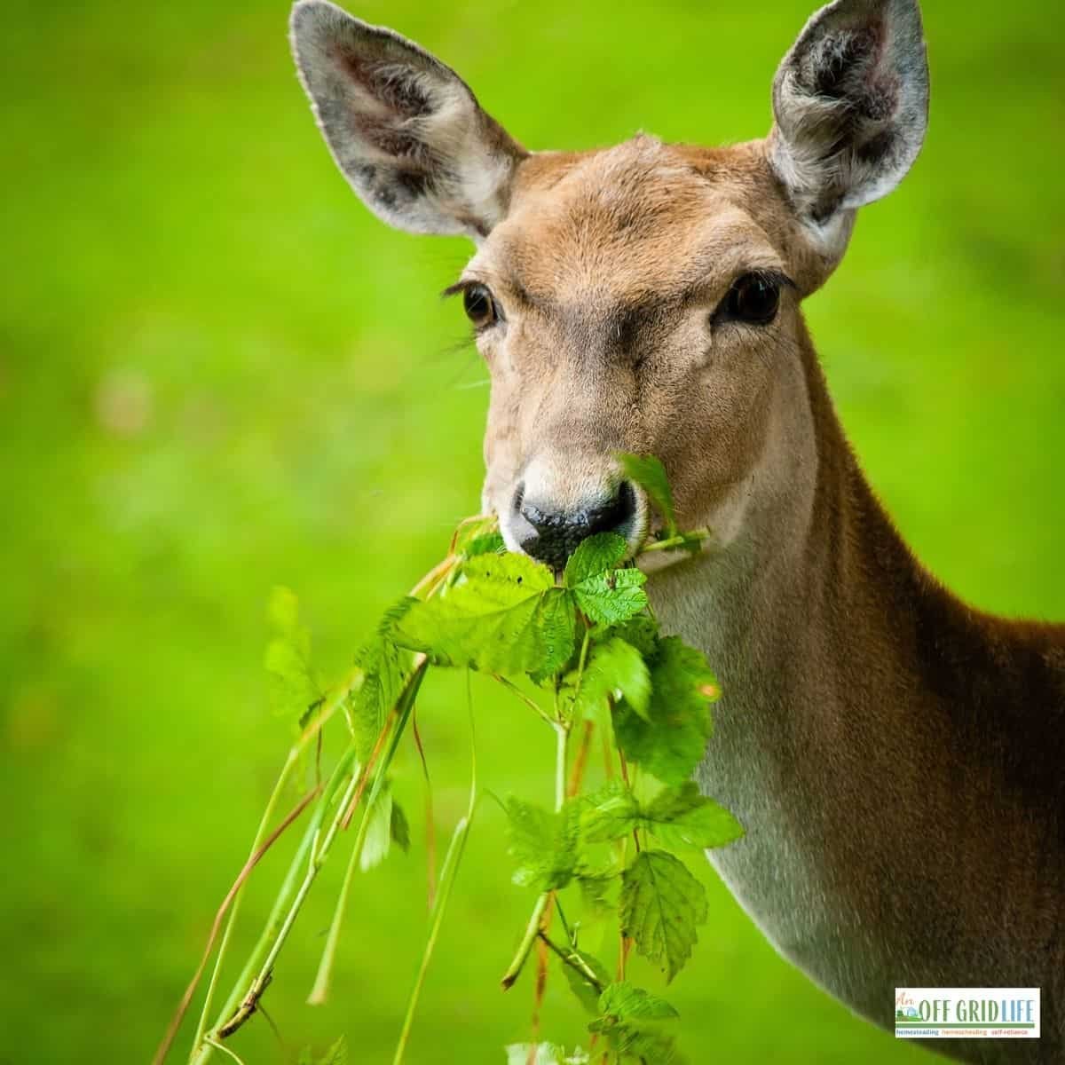 Deer Proof Garden: How To Protect Your Garden From Deer - An Off Grid Life