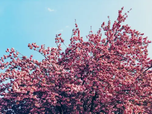 Kirschblüte in Bonn 2023 – Blütenpracht in Deutschland & der Welt