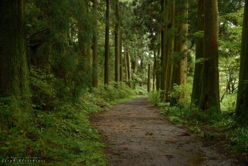 Hakone Hachiri: Hiking the Old Tokaido Highway