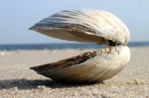 Researchers calculate the value of bivalves’ appetite for pollution. It’s huge.