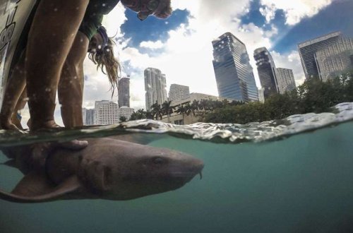 The new wildlife in town: Sharks