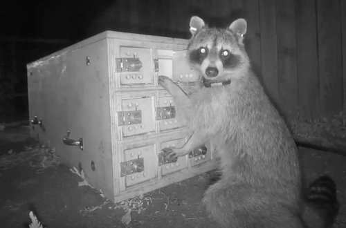 Urban Animals | Urban Ecologies - cover