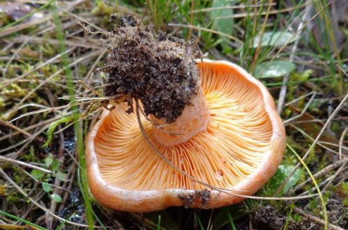 To protect forests, sequester carbon, and produce protein, consider mushrooms on trees