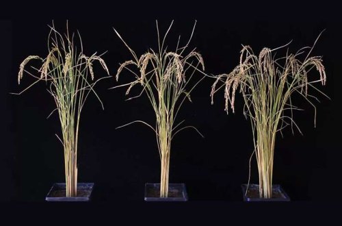 A simple genetic tweak surprised researchers with huge yield increases in rice and potatoes