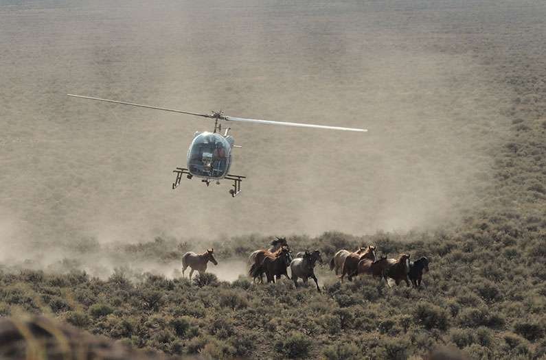 Wild horse numbers are out of control