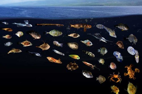 Researchers connect the dots between aquatic biodiversity and human nutrition