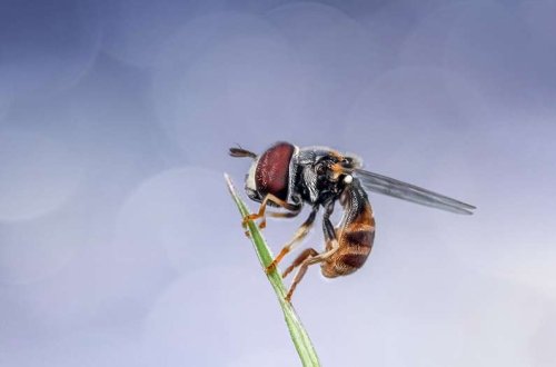 It’s not march of the penguins, but the great migration of flies is major force in ecosystems and economies