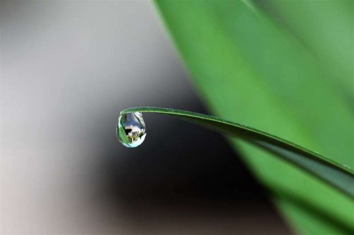 Artificial leaves can now directly make liquid fuels