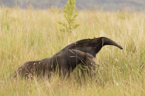A vast savanna in Brazil is an intriguing laboratory for conservation on private lands