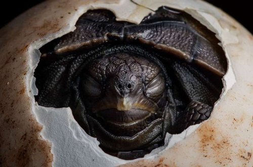 Returning giant tortoises are helping recreate the Galapagos islands Darwin saw