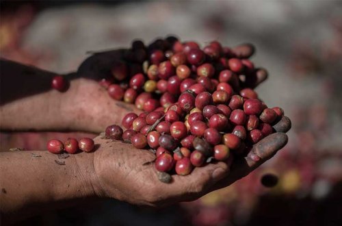 Researchers dumped tons of coffee pulp on degraded lands. The reforestation jolt was dramatic