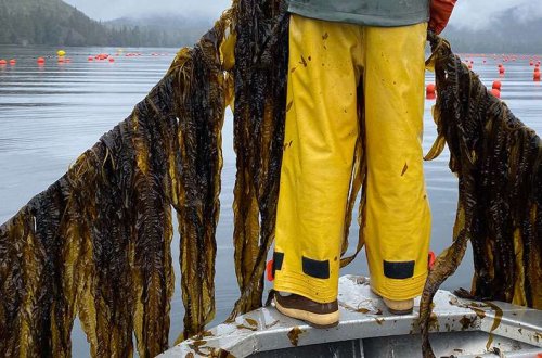 An overlooked opportunity for kelp farms to double as pollution cleanup sites
