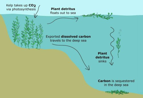 The Biggest Carbon Sink of All