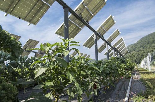 Sustainable Agriculture - cover