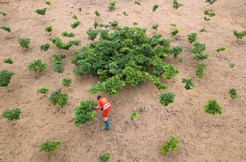 When planting trees to slow climate change, don’t plant the same tree all the time