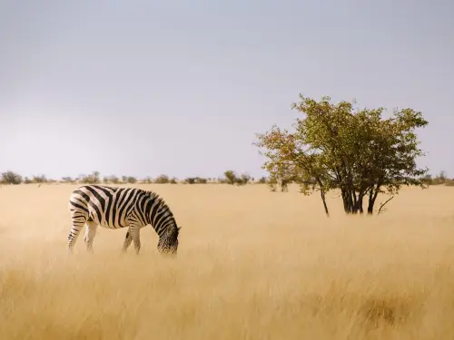 Where To Stay In Etosha National Park, Namibia